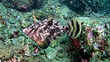 This fan-bellied leatherjacket, Monacanthus chinensis, was photographed in nearshore water, northeast coast of Taiwan Monocanthus chinensis1.jpg