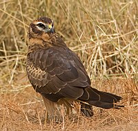 Montaguning harrier (Circus pygargus) grounded.jpg