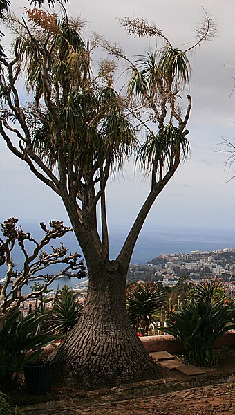 File:Monte (Funchal) - Beaucarnea recurvata (Elefantenfuß) IMG 1748.JPG