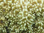 Montipora monasteriata, polipos.jpeg