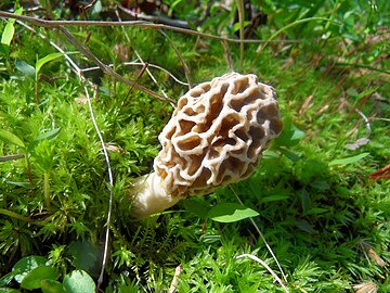 https://upload.wikimedia.org/wikipedia/commons/thumb/b/ba/MorelShroom.JPG/360px-MorelShroom.JPG