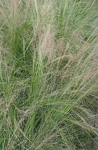 <i>Muhlenbergia reverchonii</i> Species of flowering plant