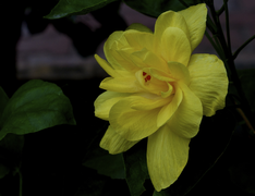Multilayer yellow hibiscus Velachery