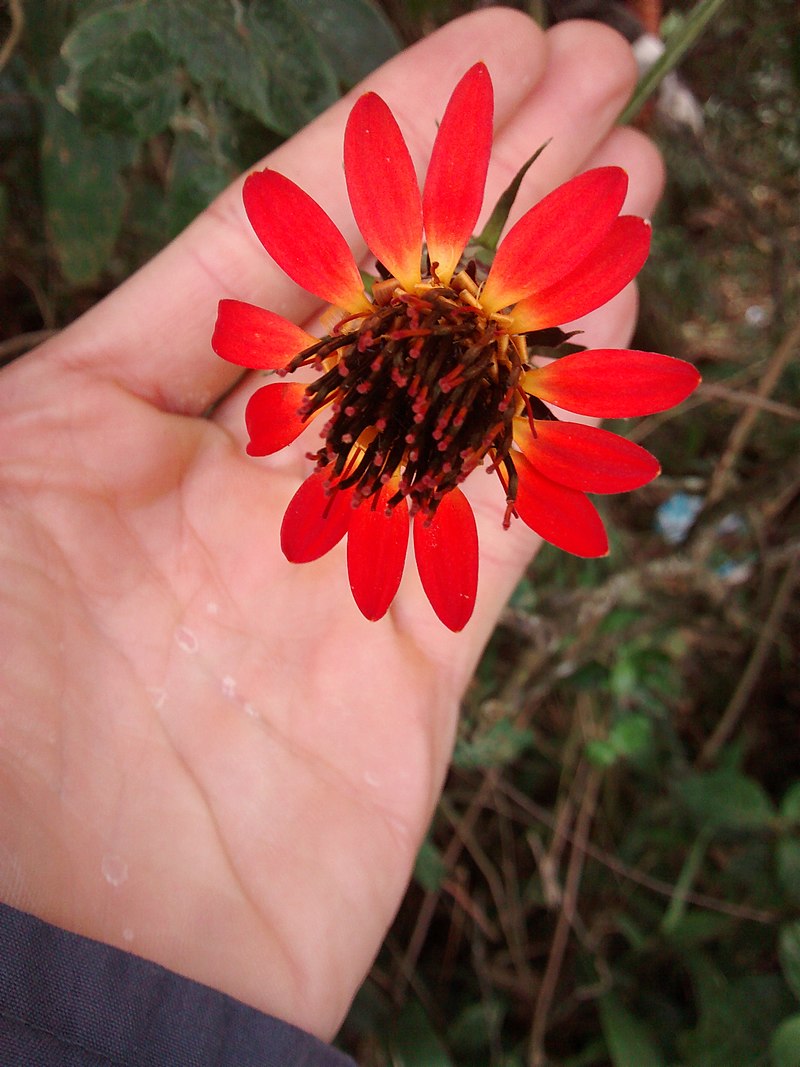 Mutisia coccinea