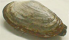 Mya arenaria, un mollusque dont se nourrissent les morses.