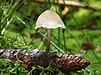 60 Commons:Picture of the Year/2011/R1/Mycena-strobilicola .jpg