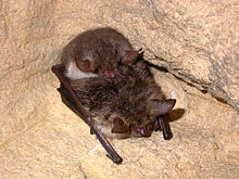 Myotis nattereri copulation.jpg