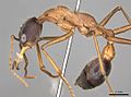 Myrmecia desertorum casent0914023 p 1 high.jpg