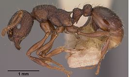 Myrmica tahoensis