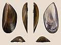 * Nomination Left valve of a Blue Mussel, Mytilus edulis var. flavida --Llez 05:45, 25 July 2022 (UTC) * Promotion  Support Good quality. --George Chernilevsky 06:11, 25 July 2022 (UTC)