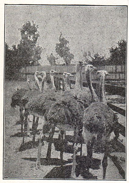 File:NSRW Young Ostriches California.jpg