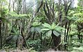 NZ Rainforest 01.jpg