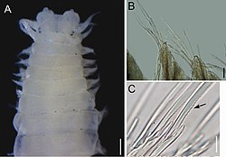 Namalycastis geayi (10.3897-zookeys.740.14640) Figure 6.jpg