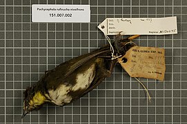 Naturalis Biodiversity Center - RMNH.AVES.130045 2 - Pachycephala rufinucha niveifrons Hartert, 1930 - Pachycephalidae - bird skin specimen.jpeg