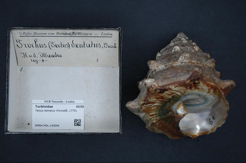 File:Naturalis Biodiversity Center - RMNH.MOL.143094 - Tectus dentatus (Forsskål, 1775) - Turbinidae - Mollusc shell.jpeg