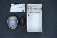 Naturalis биоалуантүрлілік орталығы - RMNH.MOL.151304 - Navicella borbonica compressa Von Martens, 1881 - Septaridae - Mollusc shell.jpeg