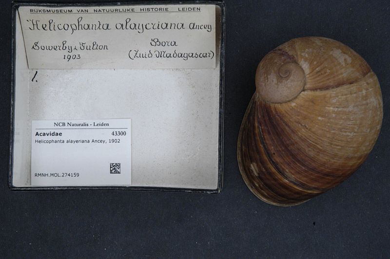 File:Naturalis Biodiversity Center - RMNH.MOL.274159 - Helicophanta alayeriana Ancey, 1902 - Acavidae - Mollusc shell.jpeg