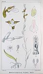 Neobolusia tysonii - Icones Orchidearum Austro-Africanarum plate 63 (1896).jpg