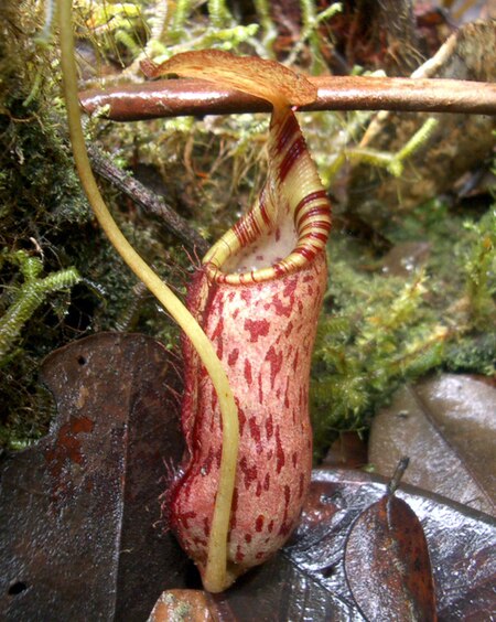 ไฟล์:Nepenthes_rhombicaulis_hybrid.jpg