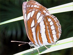 Neptis hylas-luculenta.jpg