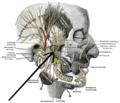 Thumbnail for Medial pterygoid nerve