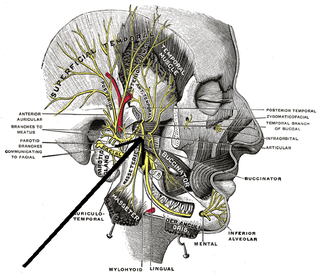 <span class="mw-page-title-main">Medial pterygoid nerve</span> Nerve of the head