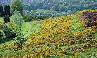 <span class="mw-page-title-main">Pensnett Chase</span>