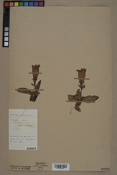 File:Neuchâtel Herbarium - Gentiana acaulis - NEU000040257.jpg