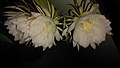 Flower: Nishagandhi;Queen of the night;Epiphyllum oxypetalum