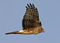 A female northern harrier (Circus hudsonius) in flight at the Llano Seco Unit of the Sacramento National Wildlife Refuge Complex in Butte County, California.