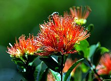 Rātā flowers at Mt Maungatautari