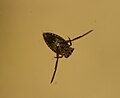 Notonecta sp. nymph.jpg