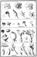 Tafel 31: „Bellonia“ „Arapabaca“ „Lobelia“ „Barleria“