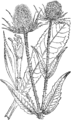 Dipsacus fullonum Navadna rešetarka (as syn. Dipsacus sylvestris) plate 446 in: Martin Cilenšek: Naše škodljive rastline Celovec (1892)