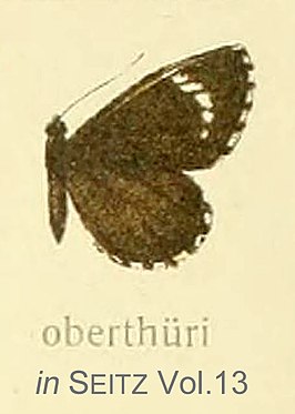 Alaena oberthuri