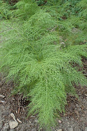 Beschrijving van de afbeelding Onychium japonicum kz02.jpg.