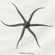 Dessin holotype par Jules-César Savigny.