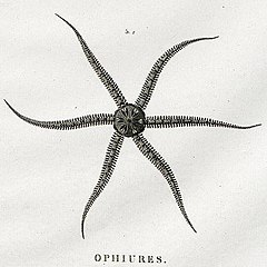 File:Ophiactis savigny by Savigny.jpg (Category:Ophiactis savignyi)