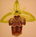 Ophrys scolopax subsp. conradiae