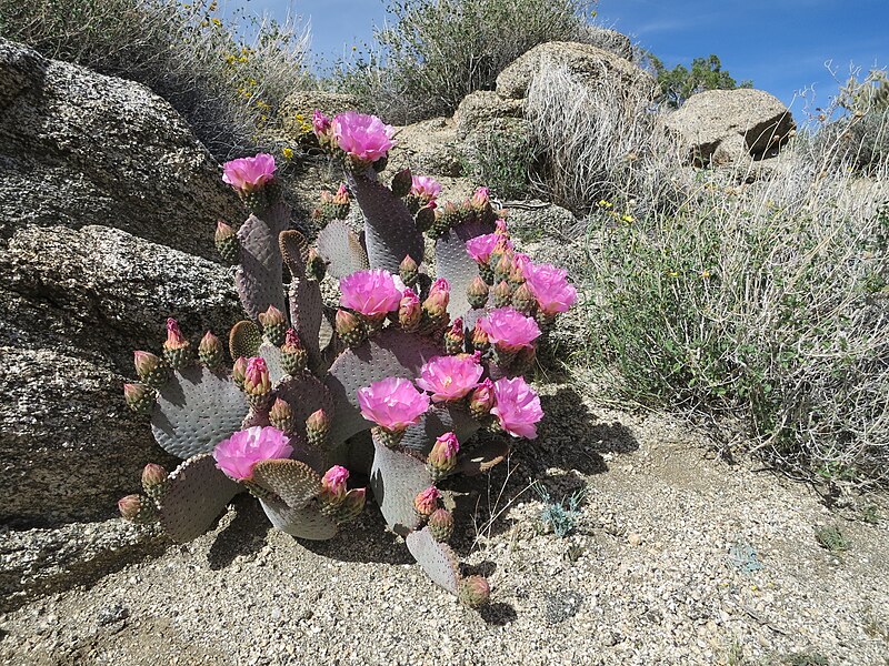 File:Opuntia basilaris (25751657114).jpg