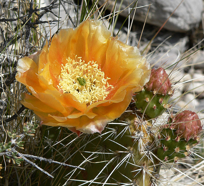 File:Opuntia polyacantha 12.jpg