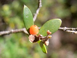 Orange Fruit Norah Head.JPG