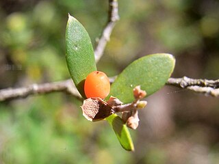 <i>Acrotriche</i> Genus of flowering plants