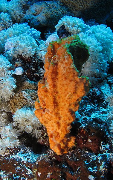 File:Orange sponge in soft coral garden (6163164373).jpg