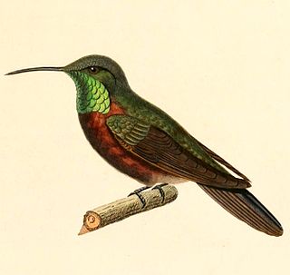 <span class="mw-page-title-main">Wedge-tailed hillstar</span> Species of hummingbird