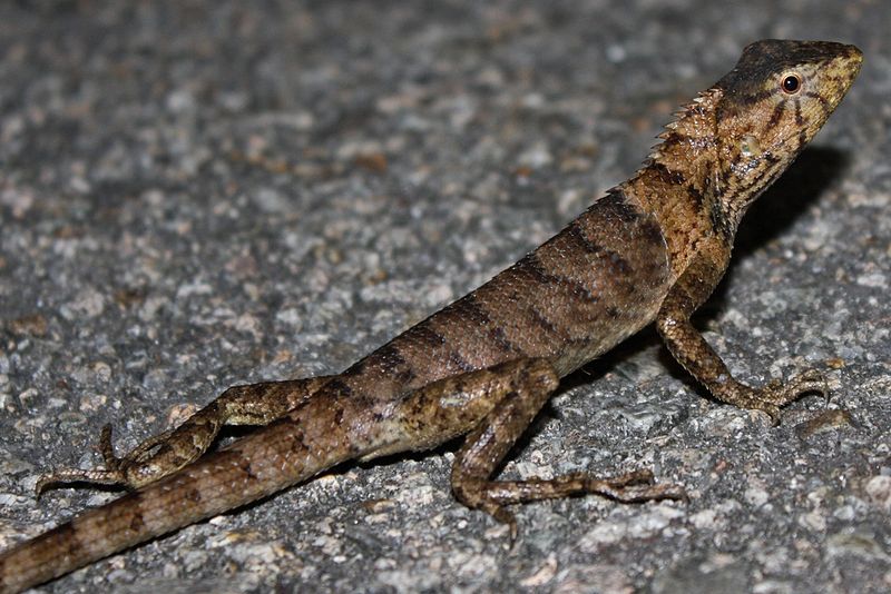 File:Oriental Garden Lizard (Calotes versicolor) 變色樹蜥1.jpg