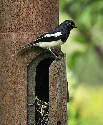 English: Oriental Magpie Robin (Copsychus saul...