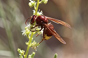 Dondora (nyigu mkubwa) (Vespa orientalis)