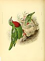 Ornithological miscellany (1876) (14768380903).jpg