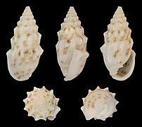 Otopleura nodicincta (Nodulose Pyram), shell